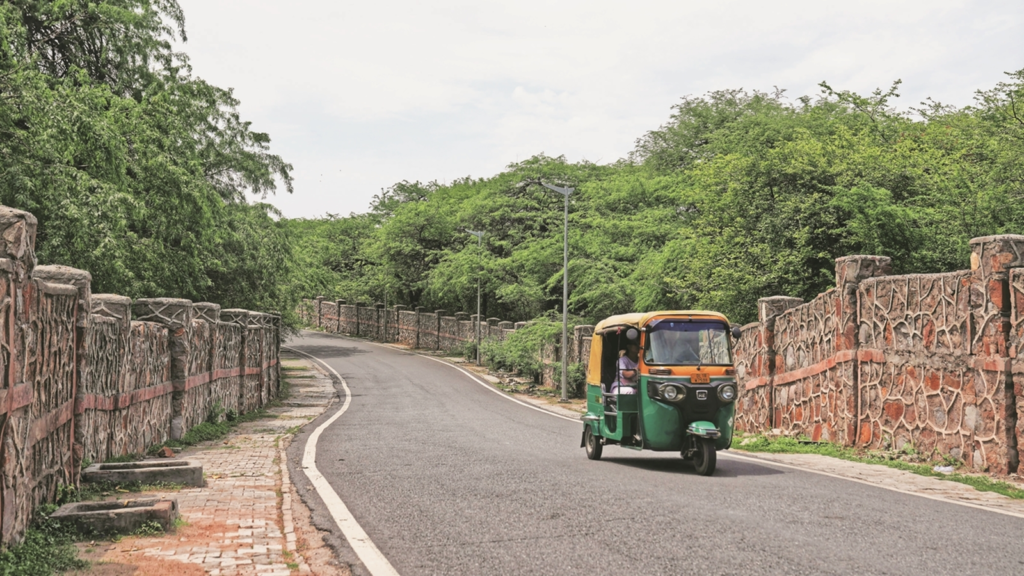 delhi trees